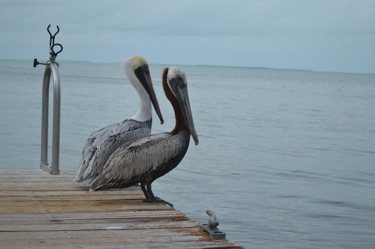 La Jolla Resort Islamorada Bagian luar foto